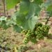 Celebra a mamá con vino y naturaleza en Nayarit
