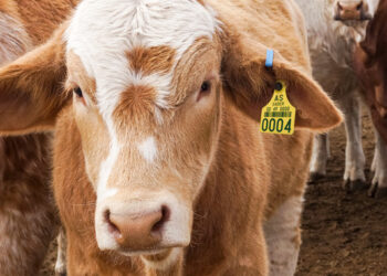 EU revisará las medidas acordadas por ambos gobiernos para combatir y erradicar la plaga de gusano barrenador del ganado (GBG).