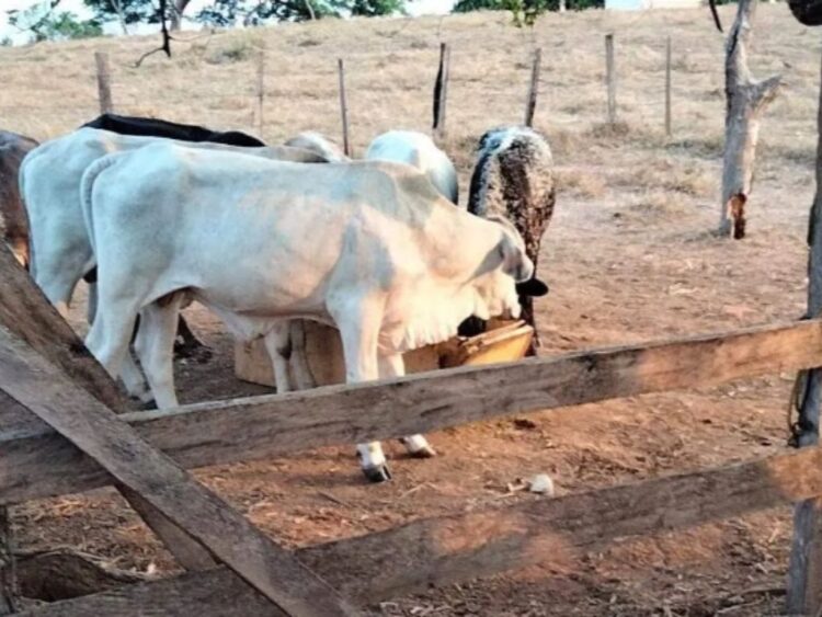 Ganaderos en Chiapas ocultan casos de gusano barrenador por temor a cuarentena