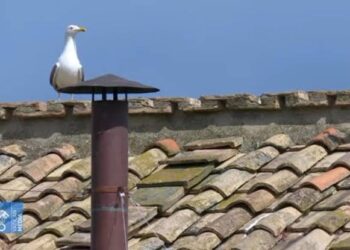  Las gaviotas del Vaticano son visitantes inesperadas con un lugar permanente en la Santa Sede y que son cada vez más visibles.