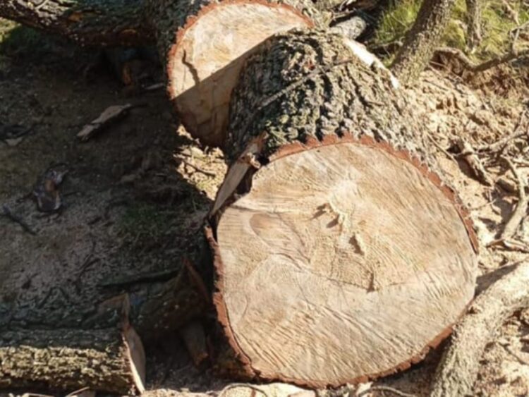 Tala clandestina. Policías decomisan madera de procedencia ilegal en Tlalpan. Foto, Cortesía Sedema