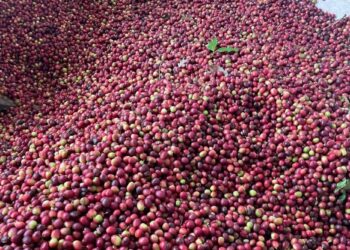 Productores mexicanos, protegidos ante clasificación “riesgo estándar” de la Unión Europea al país