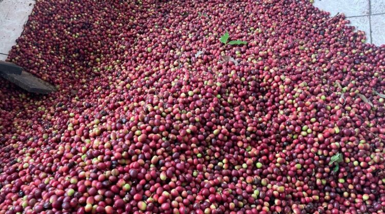 Productores mexicanos, protegidos ante clasificación “riesgo estándar” de la Unión Europea al país