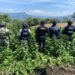 En el estado de Chiapas realizaron acciones para destruir y decomisar drogas como la quema de plantíos de marihuana y de amapola.