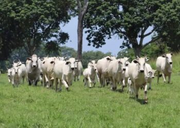 Desde Tapachula, Chiapas alertan que autoridades municipales confirmaron dos nuevos casos de miasis en humanos.