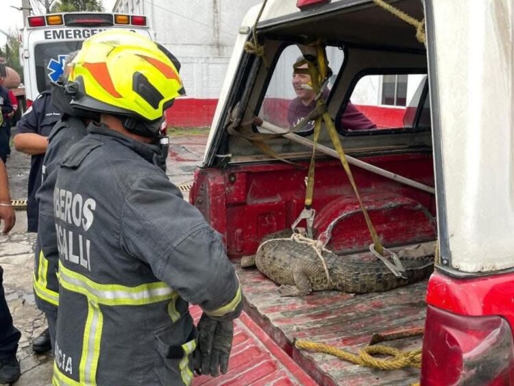 Hallan cocodrilo deambulando por calles de Cuautitlán Izcalli