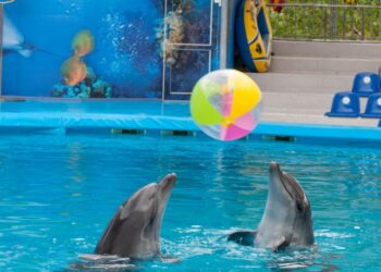 ¿Se acabarán los espectáculos de delfines en México?