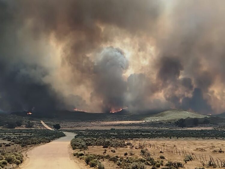 Controlan incendios forestales en Tecate; arrasan cientos de hectáreas