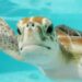 La depredación de las tortugas en México es una amenaza creciente