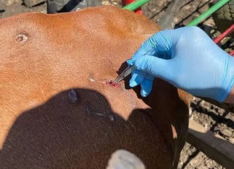 Confirman en Agua Dulce, Veracruz, dos primeros casos de gusano barrenador