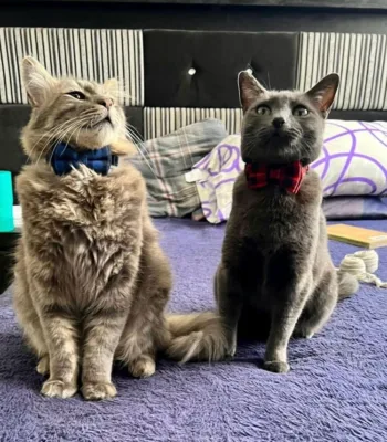 Gatitos