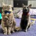 Gatitos