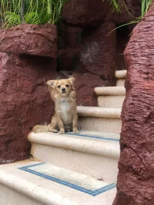 Goyo en espera de su inscripción en el RUAC o CURP para mascotas.