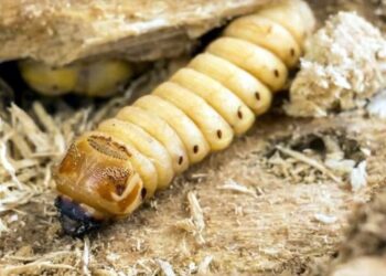 La Secretaría de Salud federal informó que en 11 municipios de Chiapas registró 21 casos de miasis humana por el gusano barrenador.