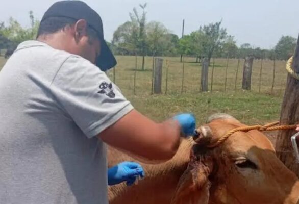 El Gobierno de Chiapas, a través de la Secretaría de Agricultura, Ganadería y Pesca (SAGyP) reforzó la estrategia sanitaria contra el gusano barrenador del ganado.