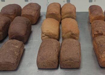 La consecuente demanda de alimentos para 2025 se estima crecerá un 60%. Los insectos podrían ser una solución viable para su alimentación.