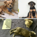 Las mascotas están preocupadas porque no tienen su CURP. Inscribir a las mascotas en el RUAC no te lleva más de 5 minutos.