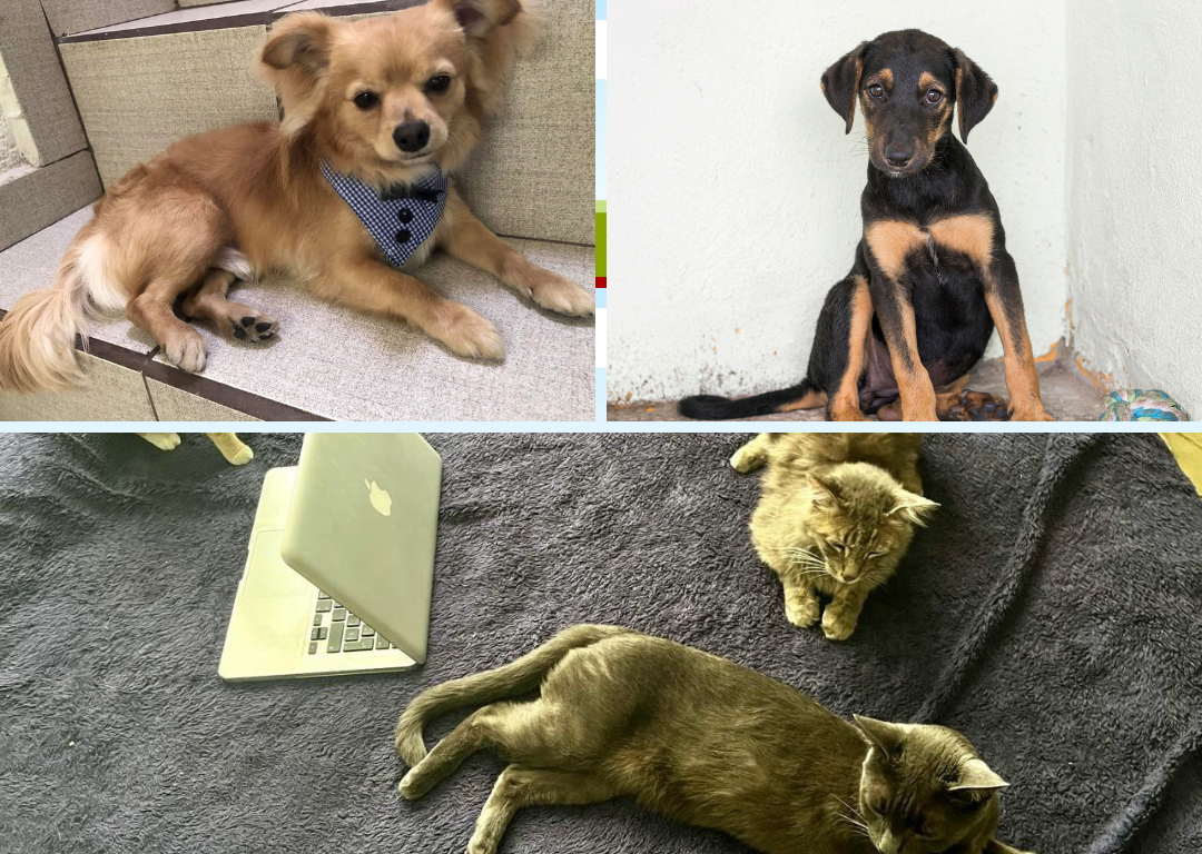 Las mascotas están preocupadas porque no tienen su CURP. Inscribir a las mascotas en el RUAC no te lleva más de 5 minutos.