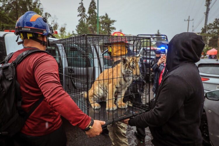 En el municipio de Naucalpan, en una vivienda en Lomas Verdes, rescataron un cachorro de tigre de bengala, tras una denuncia ciudadana.