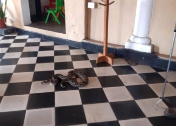 Con las lluvias, también proliferan las serpientes. AMEXI