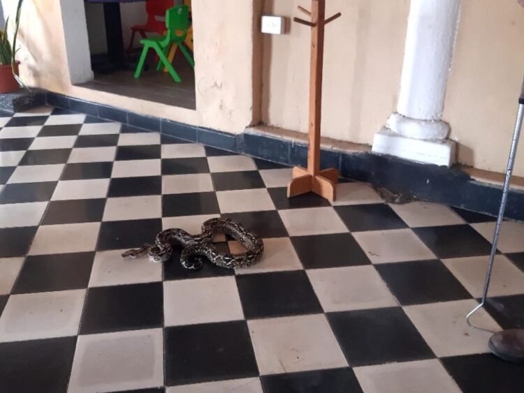 Con las lluvias, también proliferan las serpientes. AMEXI