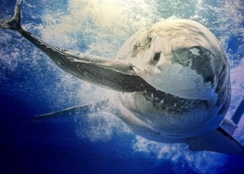 Tiburones: ¿Amigos o Fieras? El Acuario Inbursa Invita a una Aventura Submarina que Despierta Conciencias