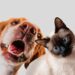 Hoy es el día mundial del perro: por qué se celebra y cómo fomentar la adopción responsable