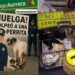 Casos de maltrato animal en la CDMX.