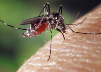 Mosquitos Aedes Aegypti, causantes del dengue. Parte de ecosistemas