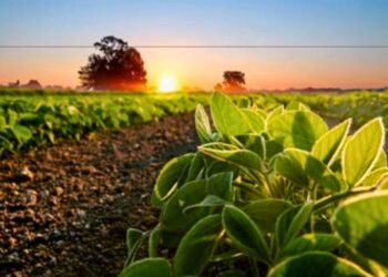 Inmunización vegetal con nanopartículas.