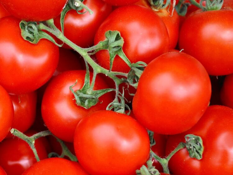 Tomate. El gobierno de EU impondrá arancel de 17 por ciento aal tomate mexicano. Foto Canva