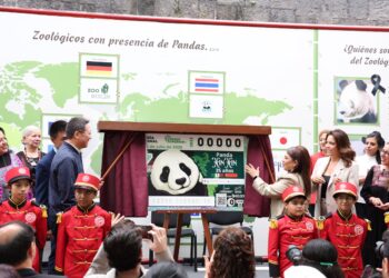 Devela Brugada billete de lotería por 35 años de panda Xin Xin