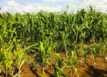 Alta cosecha de maíz blanco en EU. AMEXI