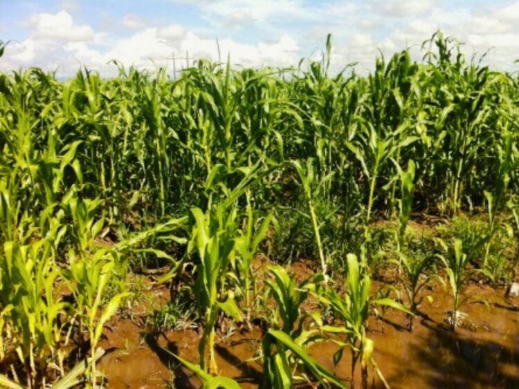 Alta cosecha de maíz blanco en EU. AMEXI