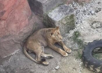 Tras muerte de un león, denuncian maltrato en zoo de Orizaba, Veracruz