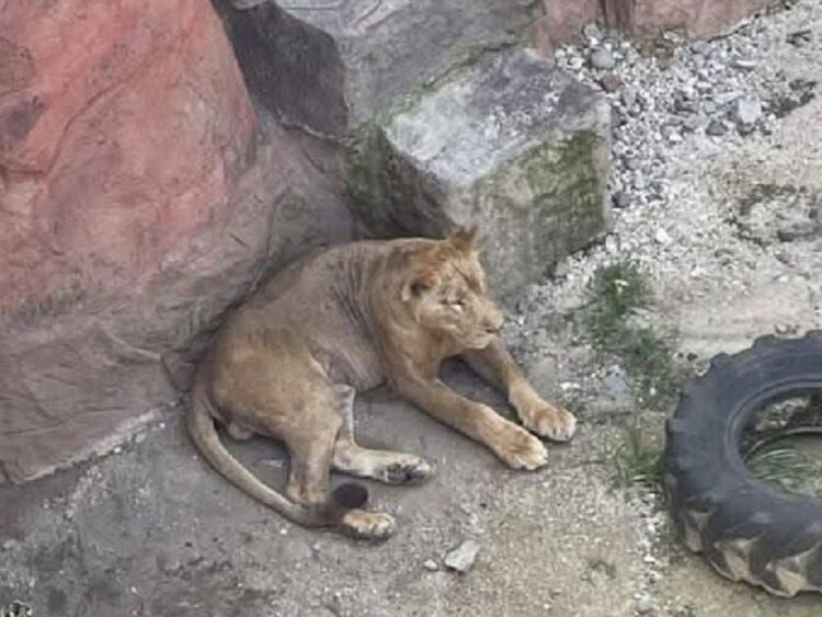 Tras muerte de un león, denuncian maltrato en zoo de Orizaba, Veracruz