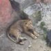Tras muerte de un león, denuncian maltrato en zoo de Orizaba, Veracruz