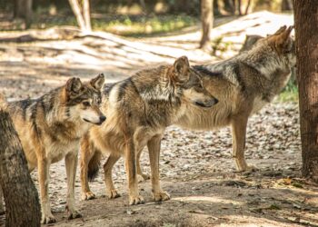 El lobo mexicano volverá a la vida silvestre en Durango