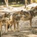 El lobo mexicano volverá a la vida silvestre en Durango