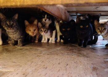 Gobierno de Tecámac rescata 90 gatos de una vivienda