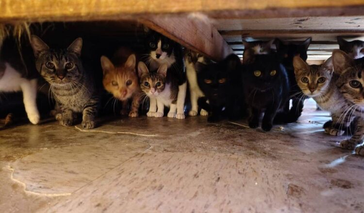 Gobierno de Tecámac rescata 90 gatos de una vivienda