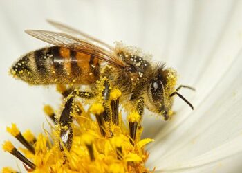 En México hay más de 2 mil especies de abejas productoras de miel, que están en peligro de desaparecer, alerta el investigador de la UNAM.