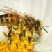 En México hay más de 2 mil especies de abejas productoras de miel, que están en peligro de desaparecer, alerta el investigador de la UNAM.