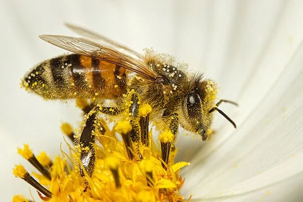 En México hay más de 2 mil especies de abejas productoras de miel, que están en peligro de desaparecer, alerta el investigador de la UNAM.