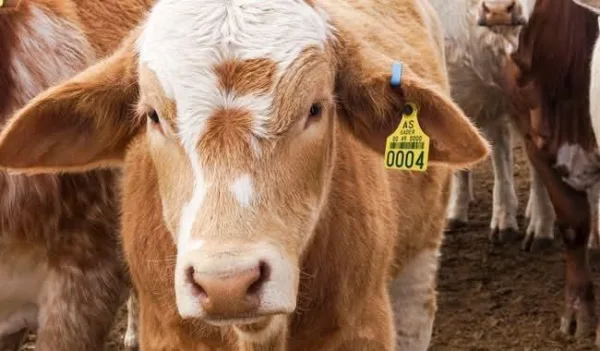Los bovinos siguen siendo los animales más afectados por el gusano barrenador.