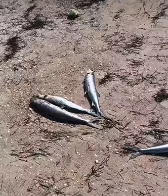 visitantes dieron cuentan de especies marinas muertas en zonas de playa por efectos de la Marea Roja.