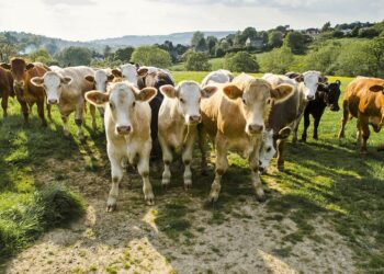 El gusano barrenador sigue dando que hablar, no sólo en el ganado sino en el tema de que se suman más casos de miasis en otros estados.