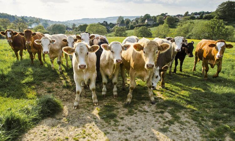 El gusano barrenador sigue dando que hablar, no sólo en el ganado sino en el tema de que se suman más casos de miasis en otros estados.