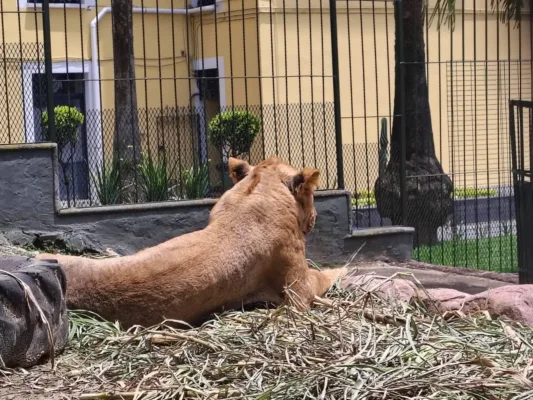 Exigen que los animalistas tengan un trato digno, espacios seguros y atención veterinaria,