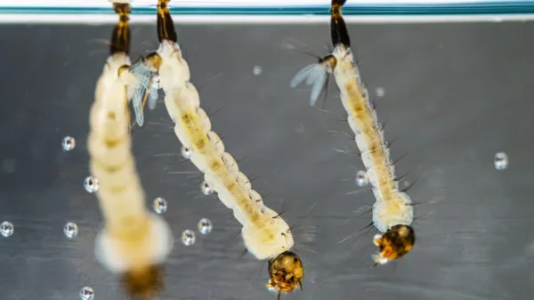 Las larvas de mosquito, que se alimentan de algas y otros microorganismos en el agua, también son parte de la cadena alimenticia acuática.